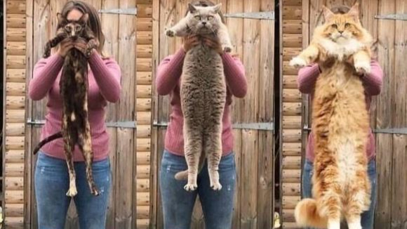 被30斤的猫压在身上是什么感觉,盘点十种体型最大的家猫~